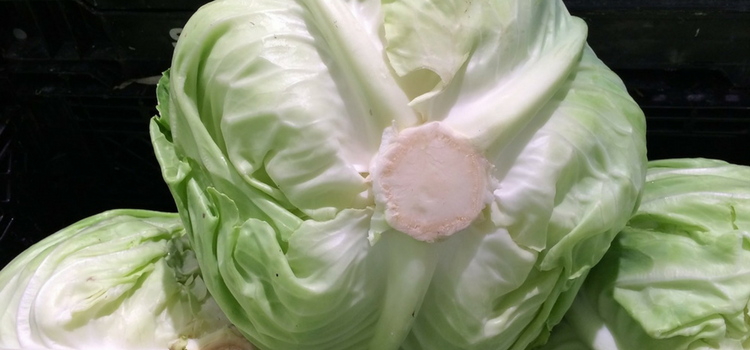 cabbage 750x350
